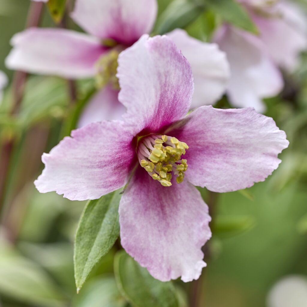 5023242393544 3 Philadelphus Petite Perfume Pink 3l.jpg